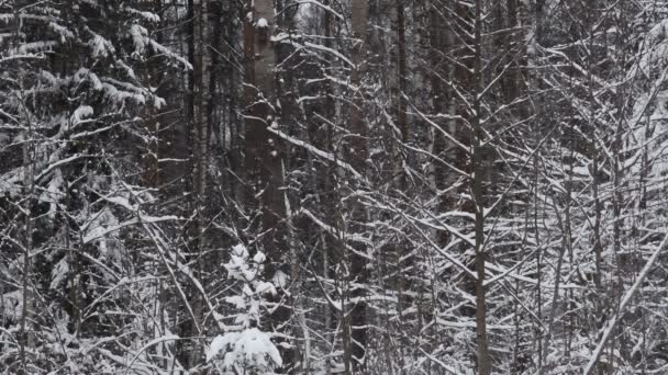 Paisagem Natureza Selvagem Uma Tempestade Neve Queda Neve Floresta Selvagem — Vídeo de Stock