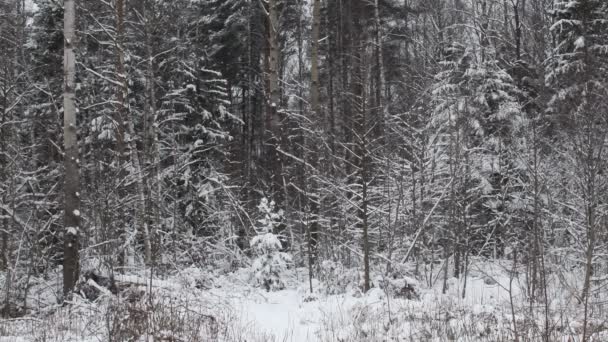 冬の野生の森の中の雪 吹雪の中の自然の風景 — ストック動画