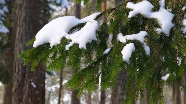 Снежная Сосновая Ветвь Зимние Хвойные Северные Леса — стоковое видео