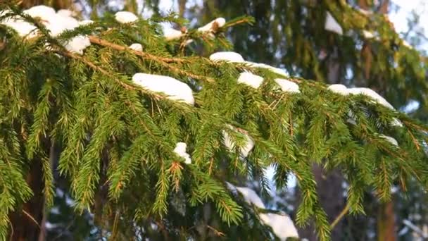 Rama Pino Cubierta Nieve Bosque Del Norte Coníferas Invierno — Vídeo de stock