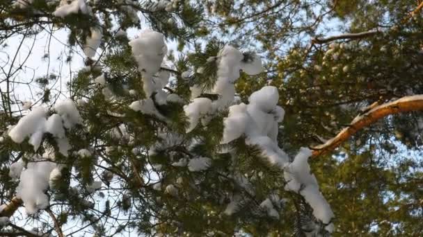 Pokryta Śniegiem Gałąź Sosnowa Zimowy Las Iglasty Północny — Wideo stockowe