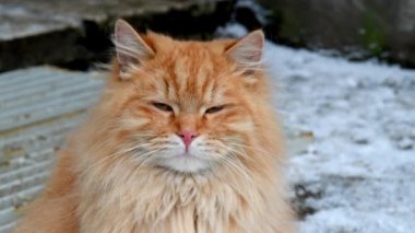 Kızıl bir kedinin gözleri. Komik kedi bir hayvanın bakışı.