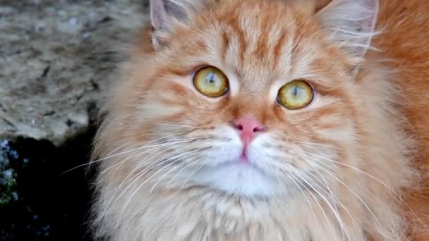 Olhos Gato Vermelho Olhar Animal Felino Engraçado — Vídeo de Stock