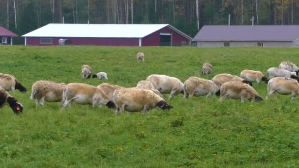 在农场的草场上 有一头黑头的羊 一群农民的萨福克公羊正在吃草 — 图库视频影像