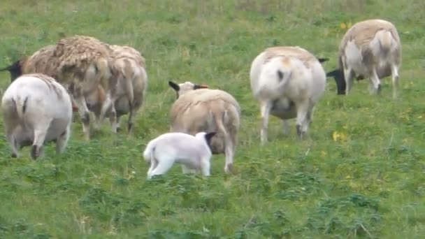 Ovelhas Com Cabeças Pretas Pasto Grama Fazenda Rebanho Camponeses Carneiros — Vídeo de Stock