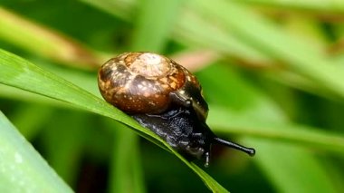 Üzüm Güneş Salyangozu bir çimen yaprağının üzerinde oturuyor. Güzel midye koklea yaban hayatı.