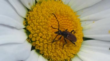 Çiçeklerdeki böcek Daisy nektar yiyor. Bahçedeki böcek yaban hayatı. Meadow Chafer in the grass - makro.