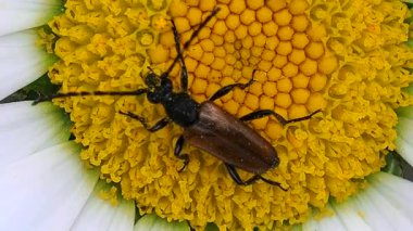 Çiçeklerdeki böcek Daisy nektar yiyor. Bahçedeki böcek yaban hayatı. Meadow Chafer in the grass - makro.