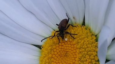 Çiçeklerdeki böcek Daisy nektar yiyor. Bahçedeki böcek yaban hayatı. Meadow Chafer in the grass - makro.