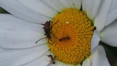 Çiçeklerdeki böcek Daisy nektar yiyor. Bahçedeki böcek yaban hayatı. Meadow Chafer in the grass - makro.