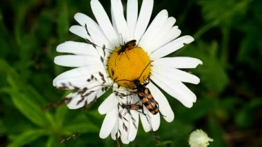 Çiçeklerdeki böcek Daisy nektar yiyor. Bahçedeki böcek yaban hayatı. Meadow Chafer in the grass - makro.