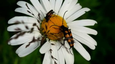 Çiçeklerdeki böcek Daisy nektar yiyor. Bahçedeki böcek yaban hayatı. Meadow Chafer in the grass - makro.