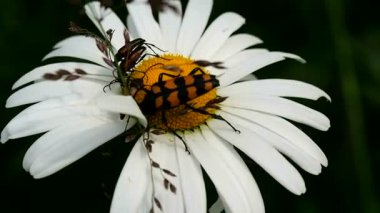 Çiçeklerdeki böcek Daisy nektar yiyor. Bahçedeki böcek yaban hayatı. Meadow Chafer in the grass - makro.
