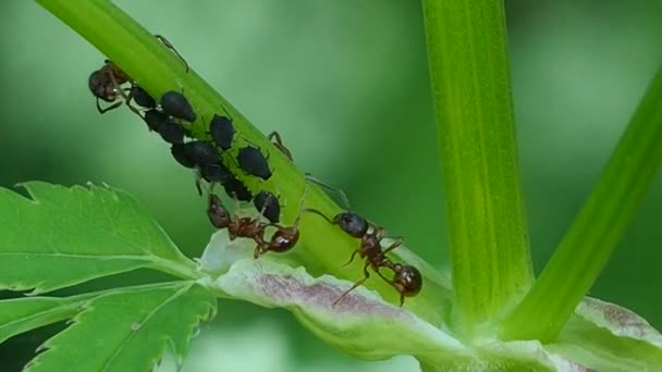 蚂蚁在花茎上种田 昆虫及其家庭是复杂的社会群体 有分工 有发达的交流和自我组织系统 — 图库视频影像