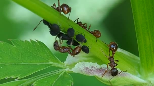 Fazenda Formiga Caule Flor Insetos Sua Família São Grupos Sociais — Vídeo de Stock