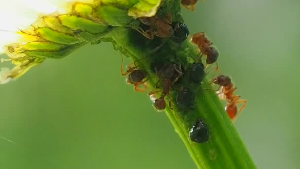 Κτήμα Μυρμηγκιών Στο Στέλεχος Του Λουλουδιού Έντομα Και Οικογένειά Τους — Αρχείο Βίντεο