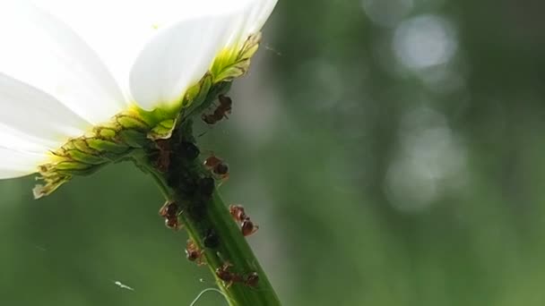 Ant Farm Stem Flower Insects Family Complex Social Groups Division — Stock Video