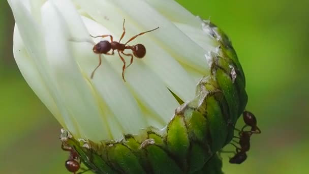 Mierenboerderij Stengel Van Bloem Insecten Hun Familie Zijn Complexe Sociale — Stockvideo