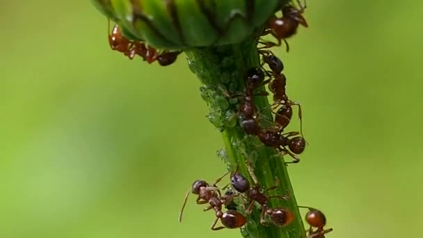Ameisenfarm Stiel Der Blume Insekten Und Ihre Familie Sind Komplexe — Stockvideo
