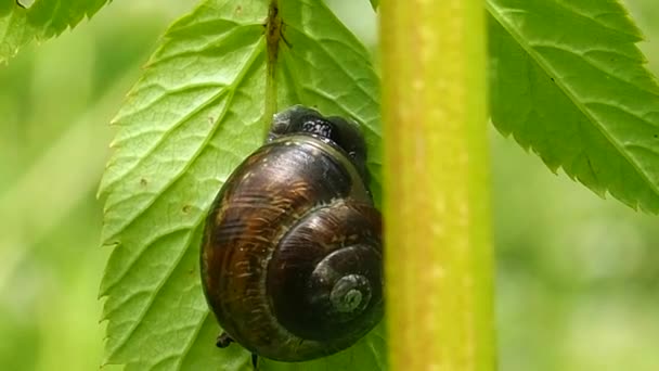 Uva Solare Lumaca Seduto Filo Erba Bella Vongola Coclea Fauna — Video Stock