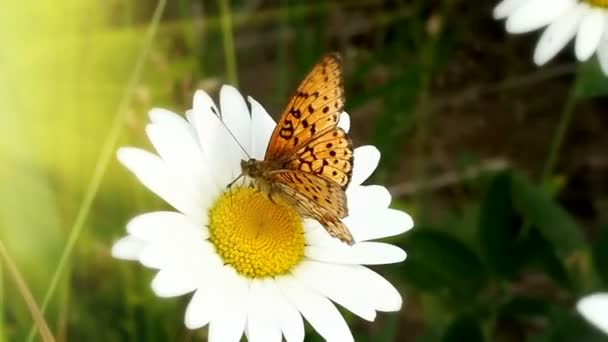 花の上の美しい蝶 カモミールのための翼模様のコーヒーと蝶 — ストック動画