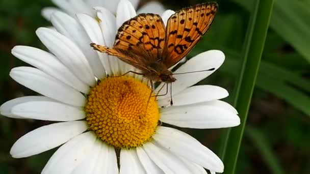 Όμορφη Πεταλούδα Στο Λουλούδι Πεταλούδα Φτερούγες Καφέ Για Χαμομήλι — Αρχείο Βίντεο