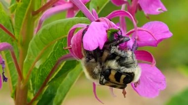 Bumblebee çiçeği döllüyor, nektar ve polen emiyor - makro. Arılar çiçek açan bitkileri ve ekosistemdeki en büyük polen taşıyıcı grubunu döller. Yazın doğada yararlı kanatlı böcekler..
