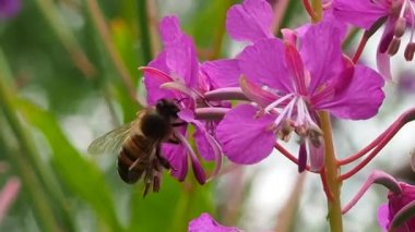 Bumblebee çiçeği döllüyor, nektar ve polen emiyor - makro. Arılar çiçek açan bitkileri ve ekosistemdeki en büyük polen taşıyıcı grubunu döller. Yazın doğada yararlı kanatlı böcekler..