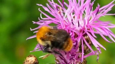 Bumblebee çiçeği döllüyor, nektar ve polen emiyor - makro. Arılar çiçek açan bitkileri ve ekosistemdeki en büyük polen taşıyıcı grubunu döller. Yazın doğada yararlı kanatlı böcekler..