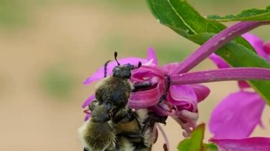 Bumblebee çiçeği döllüyor, nektar ve polen emiyor - makro. Arılar çiçek açan bitkileri ve ekosistemdeki en büyük polen taşıyıcı grubunu döller. Yazın doğada yararlı kanatlı böcekler..