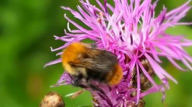 Bumblebee çiçeği döllüyor, nektar ve polen emiyor - makro. Arılar çiçek açan bitkileri ve ekosistemdeki en büyük polen taşıyıcı grubunu döller. Yazın doğada yararlı kanatlı böcekler..