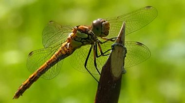 Yusufçuğun bakışı - makro fotoğrafçılık. Odonata - antibiyotik iyi uçan böceklerin siparişi. Doğadaki Odontoloji davranışı. İnfraklass çizicisinin böcekbilimi.
