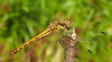 Yusufçuğun bakışı - makro fotoğrafçılık. Odonata - antibiyotik iyi uçan böceklerin siparişi. Doğadaki Odontoloji davranışı. İnfraklass çizicisinin böcekbilimi.