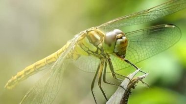 Yusufçuk dala yaklaş. Odonata - antibiyotik iyi uçan böceklerin siparişi. Doğadaki Odontoloji davranışı. İnfraklass çizicisinin böcekbilimi. 