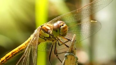 Yusufçuğun bakışı - makro fotoğrafçılık. Odonata - antibiyotik iyi uçan böceklerin siparişi. Doğadaki Odontoloji davranışı. İnfraklass çizicisinin böcekbilimi.