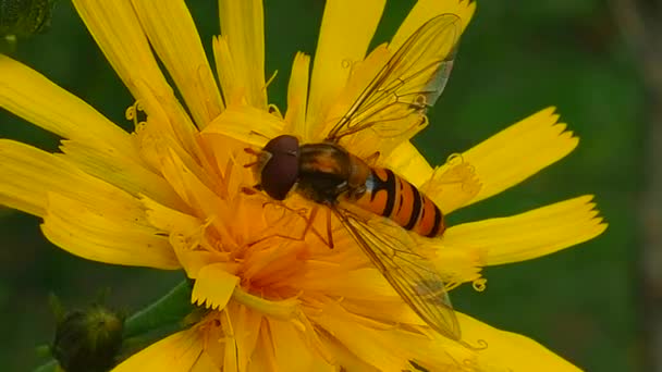 Wespen Fressen Nektar Und Bestäuben Blüten Das Leben Geflügelter Insekten — Stockvideo