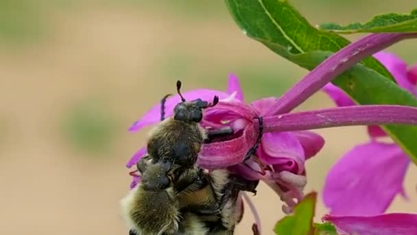 Bumblebee Bestuiven Bloem Zuigen Nectar Stuifmeel Macro Bijen Bestuiven Bloeiende — Stockvideo