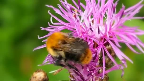 Bumblebee Polinizando Flor Sugando Néctar Pólen Macro Abelhas Polinizam Plantas — Vídeo de Stock