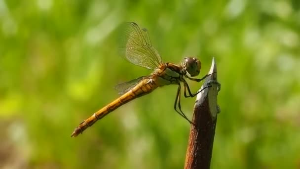 Aspecto Libélula Macrofotografía Odonata Orden Los Insectos Voladores Buenos Antibióticos — Vídeo de stock