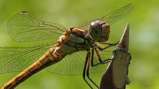 Szitakötő Kinézete Makrofotózás Odonata Rend Ősi Antibiotikum Repülő Rovarok Odontológiai — Stock videók