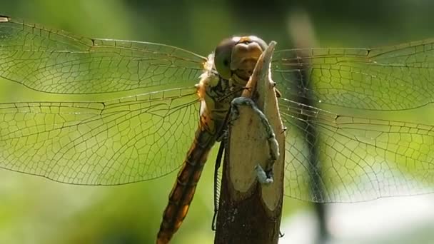 Olhada Libélula Macrofotografia Odonata Ordem Dos Antigos Antibióticos Bons Insetos — Vídeo de Stock