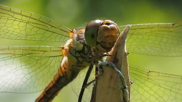 Aspetto Della Libellula Macrofotografia Odonata Ordine Degli Antichi Insetti Volanti — Video Stock