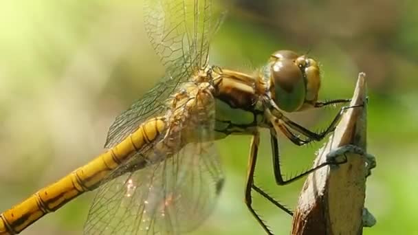 Wygląd Ważki Fotografia Makro Odonata Porządek Starożytnych Antybiotyków Dobrych Latających — Wideo stockowe