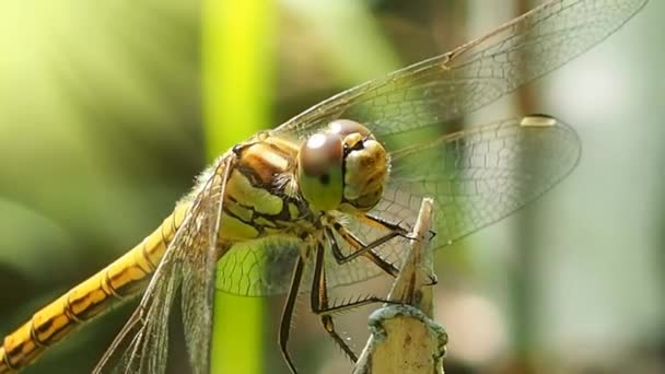 Het Uiterlijk Van Libelle Macrofotografie Odonata Orde Van Oude Antibiotica — Stockvideo