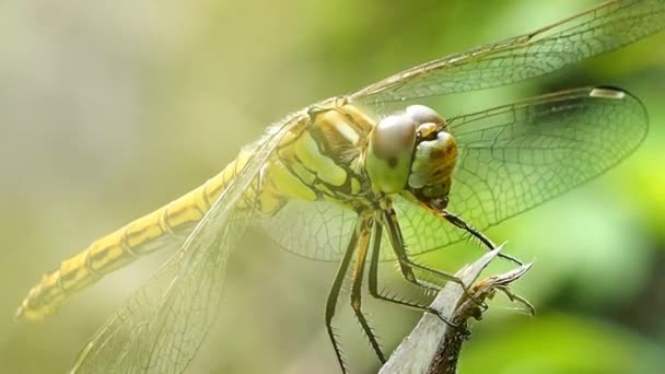 Ważka Blisko Gałązki Odonata Porządek Starożytnych Antybiotyków Dobrych Latających Owadów — Wideo stockowe