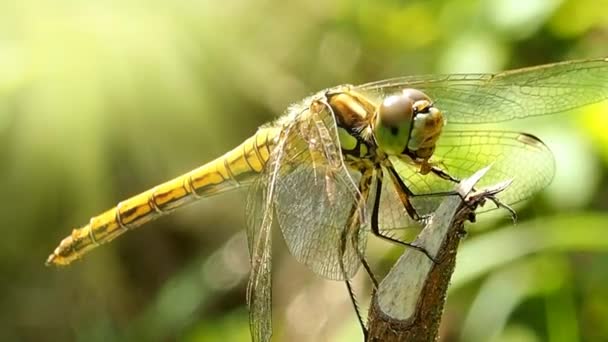 Libélula Cerca Ramita Odonata Orden Los Insectos Voladores Buenos Antibióticos — Vídeos de Stock