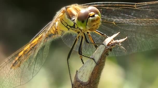 Dragonfly Nära Kvisten Odonata Ordningen Antika Antibiotika Bra Flygande Insekter — Stockvideo