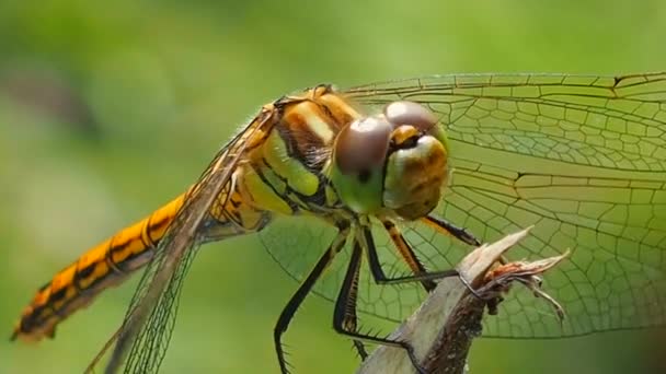 Libélula Cerca Ramita Odonata Orden Los Insectos Voladores Buenos Antibióticos — Vídeos de Stock