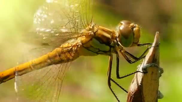 Libellen Dicht Auf Dem Zweig Odonata Die Ordnung Uralter Antibiotika — Stockvideo