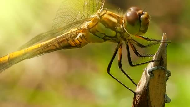 Szitakötő Közel Ághoz Odonata Rend Ősi Antibiotikum Repülő Rovarok Odontológiai — Stock videók